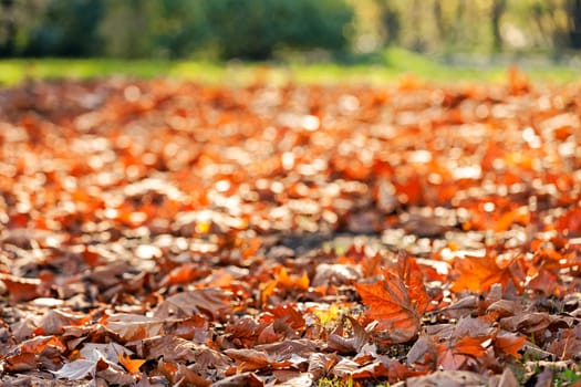 leaves in the park on a sunny day