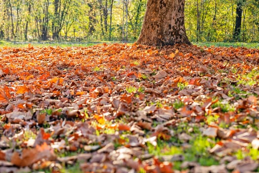 leaves in the park on a sunny day