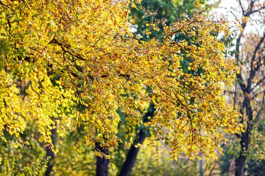 leaves in the park on a sunny day