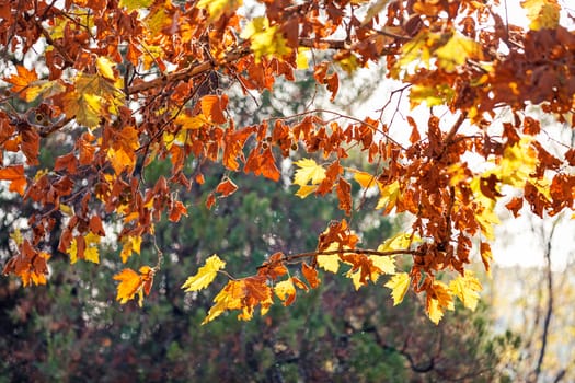 leaves in the park on a sunny day