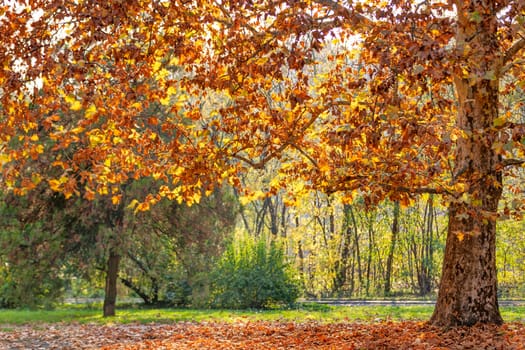 Tree in the park with fallen leaves at autumn