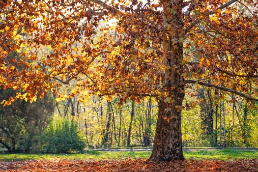 trees with fallen leaves in the park on a sunny day