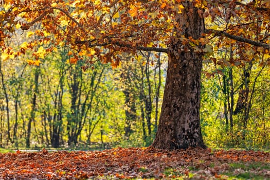 trees with fallen leaves in the park on a sunny day