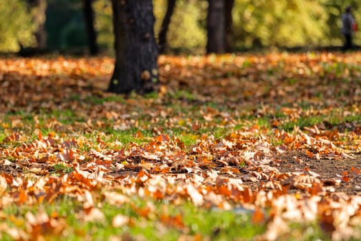 trees with fallen leaves in the park on a sunny day