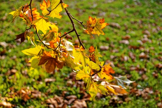 leaves in the park on a sunny day