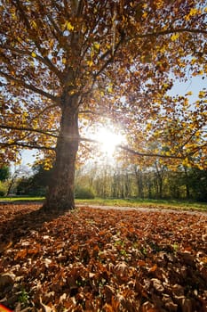 trees with fallen leaves in the park on a sunny day