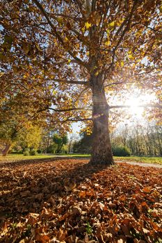 trees with fallen leaves in the park on a sunny day