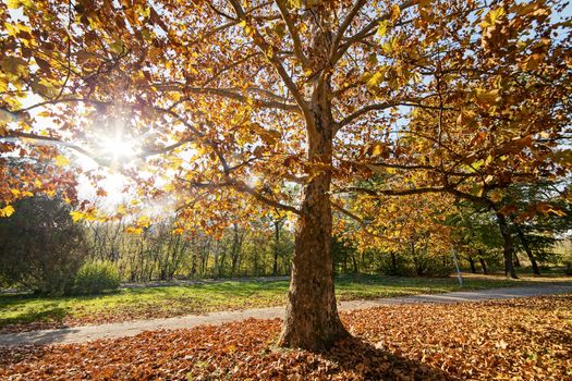 trees with fallen leaves in the park on a sunny day