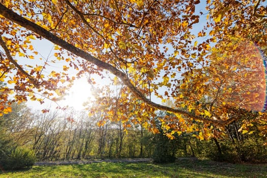 leaves in the park on a sunny day