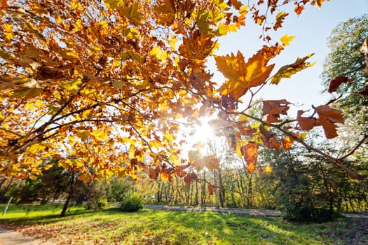 Tree in the park with fallen leaves at autumn