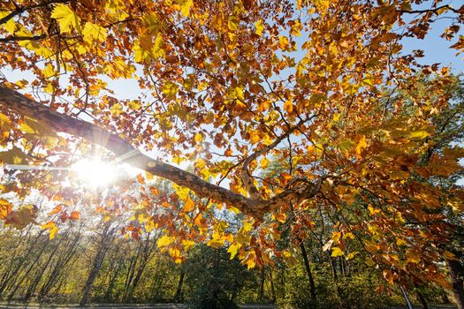 leaves in the park on a sunny day