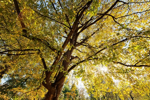 trees in park on a sunny day with green foliage