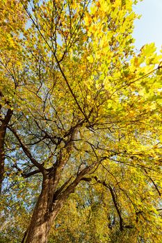 trees in park on a sunny day with green foliage