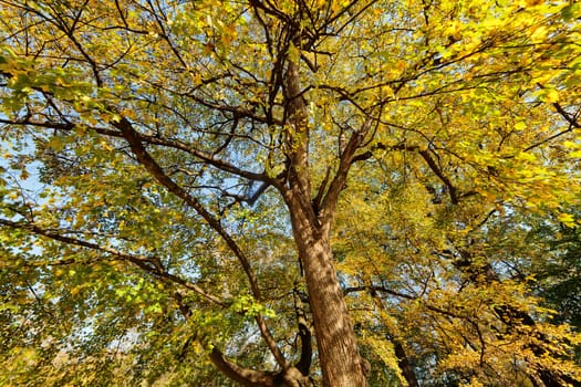 trees in park on a sunny day with green foliage