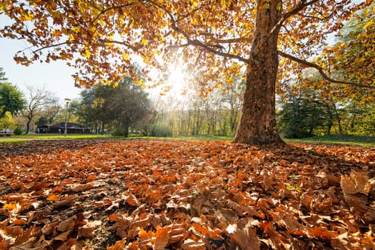 trees with fallen leaves in the park on a sunny day