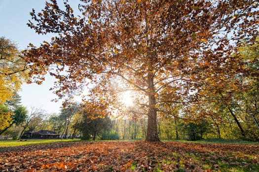 trees with fallen leaves in the park on a sunny day