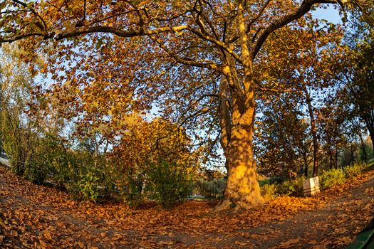 trees with fallen leaves in the park on a sunny day