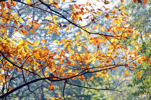 leaves in the park on a sunny day