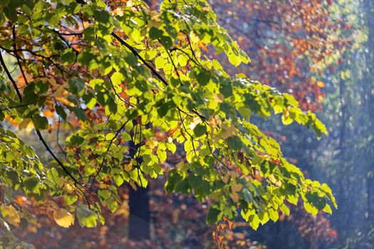 leaves in the park on a sunny day