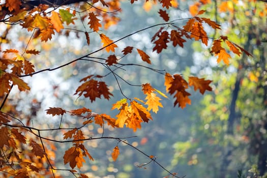 leaves in the park on a sunny day