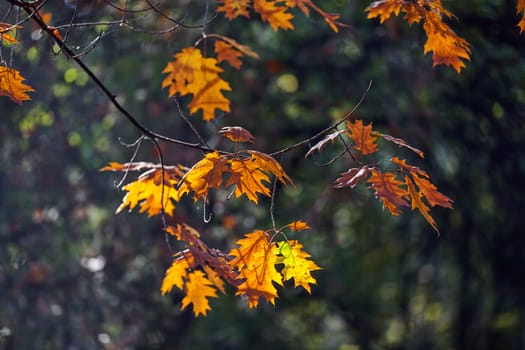 leaves in the park on a sunny day