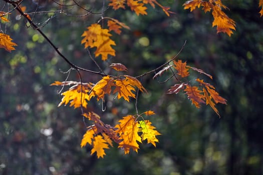 leaves in the park on a sunny day