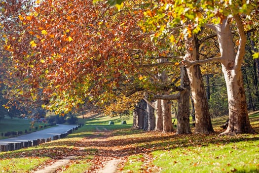 trees with fallen leaves in the park on a sunny day