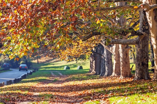 trees with fallen leaves in the park on a sunny day