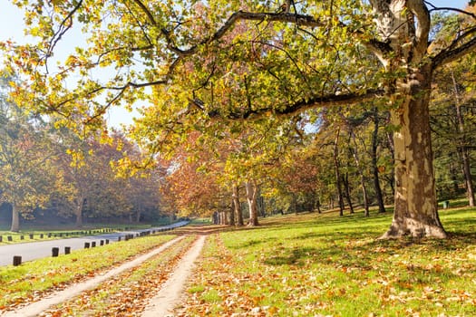 trees with fallen leaves in the park