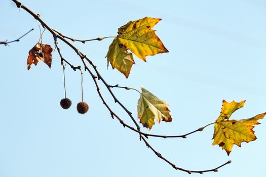 leaves in the park on a sunny day