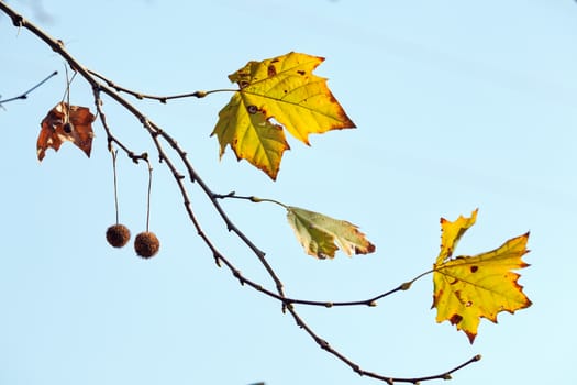 leaves in the park on a sunny day