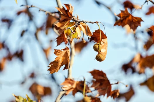 leaves in the park on a sunny day