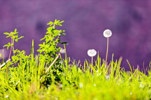 Taraxacum 