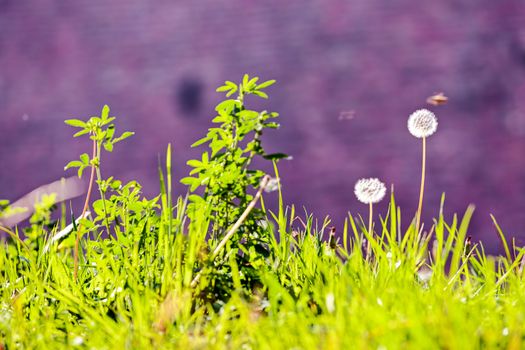 Taraxacum 