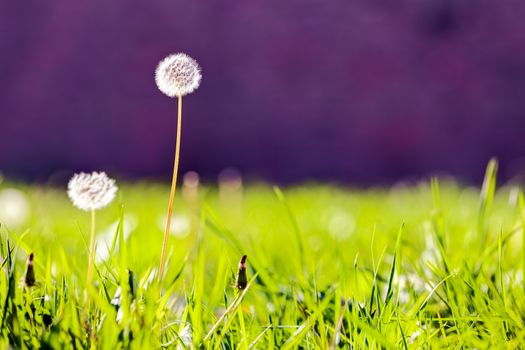 Taraxacum 