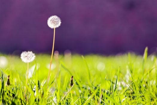 Dandelion in the park. Notice: shallow depth of field.