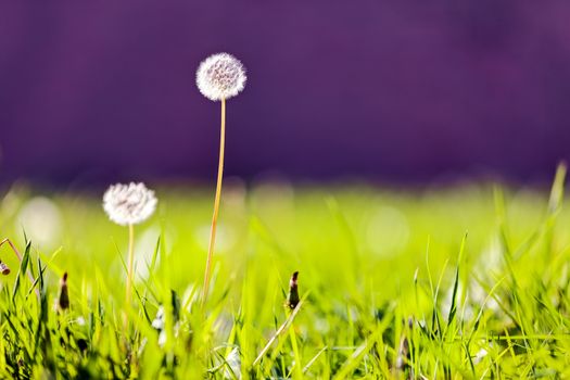 Taraxacum 