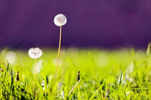 Taraxacum 