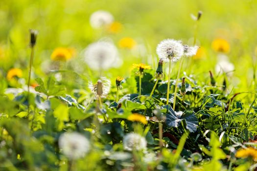 Taraxacum 