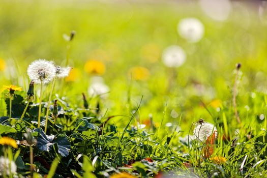 Taraxacum 