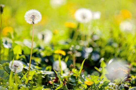 Taraxacum 