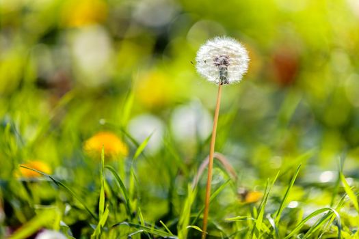 Taraxacum 