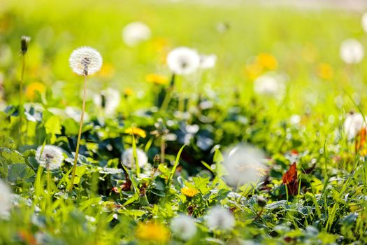 Taraxacum 