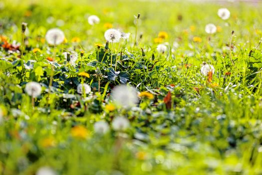 Taraxacum 