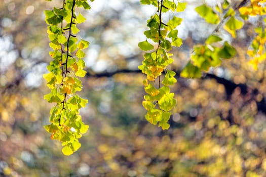 leaves in the park on a sunny day