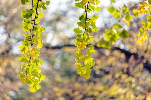 leaves in the park on a sunny day