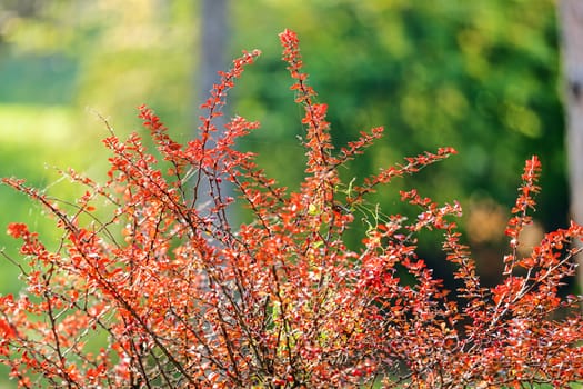 leaves in the park on a sunny day