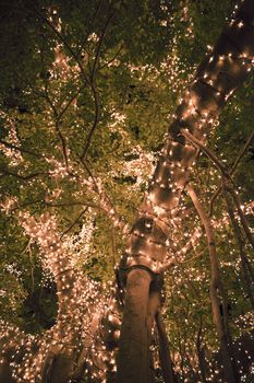 Large beautiful tree located in Brisbane City covered in spectacular golden lights.