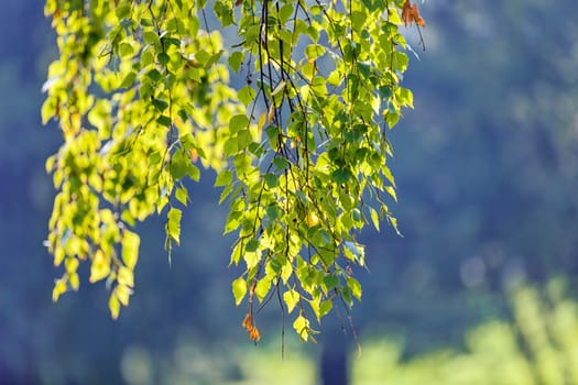 leaves in the park on a sunny day