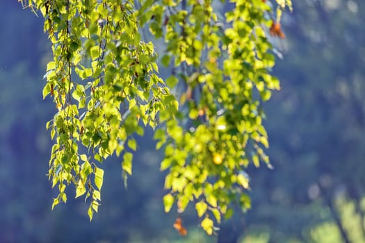 leaves in the park on a sunny day